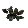 Bucephalandra 'Brownie Blue'