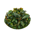 Bucephalandra 'kedakang'