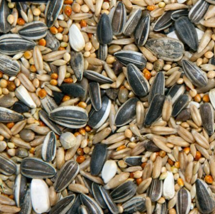 Cockatiel seeds plain 5kg