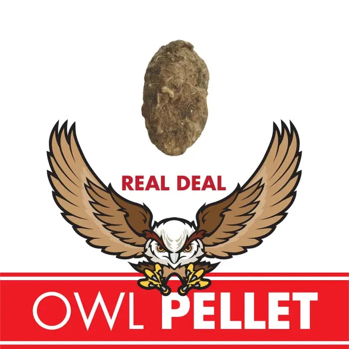 Copernicus Toys Owl Pellet - Compact Curiosities Dissection Kit
