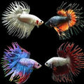 Crown Tail Fighter Fish (Male)