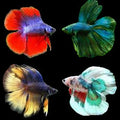 Double Tail Fighter fish male