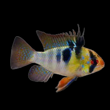 German blue ram