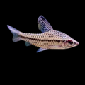 Head Stander