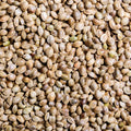hemp seed 5kg