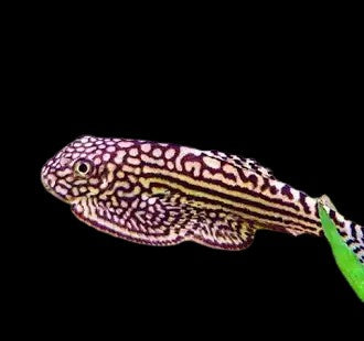 Hillstream Loach