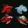 male siamese fighter fish
