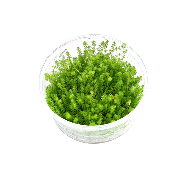 Myriophyllum guyana tc