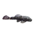plecostomus (normal)