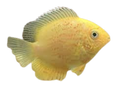 Red spotted golden deacon