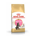Royal canin maincoon kitten 2kg
