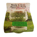 RTG Taxiphyllum Taiwan Moss TC