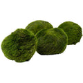 Stoffels moss ball (single)