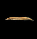 Tyre Track Eel