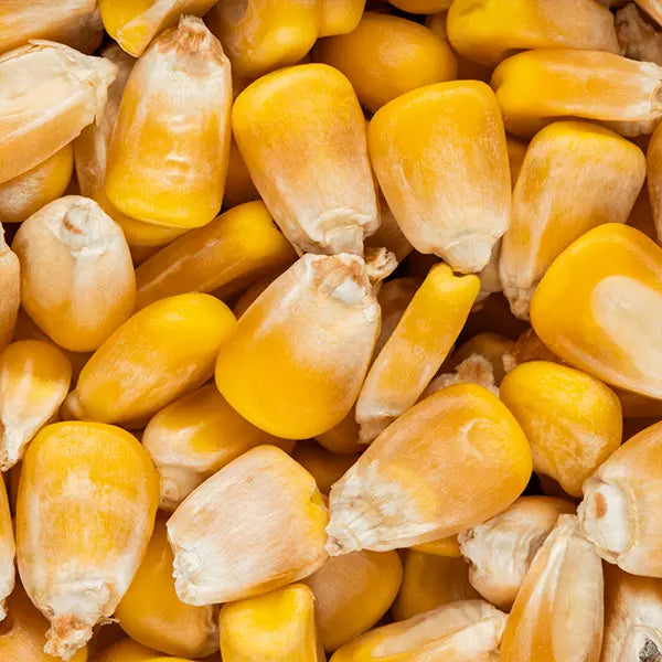 Yellow maize 5kg